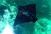 Spotted Eagle Ray in the Puerto Aventuras Marina