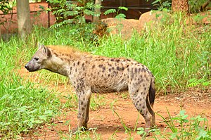 Spotted Hyena in Korat Zoo.jpg