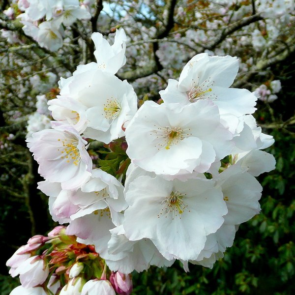 File:Springtime at Trevarno 4 - geograph.org.uk - 1240243.jpg