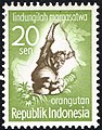 Bornean Orangutan Pongo pygmaeus