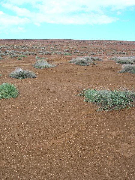 File:Starr-050525-1933-Tridax procumbens-habit-Kanapou-Kahoolawe (24762084475).jpg