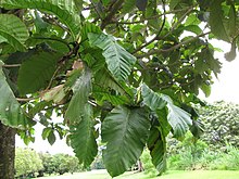 Starr-120606-6962-Artocarpus sericicarpus-Blätter-Kahanu Gardens Hana-Maui (25051304561).jpg
