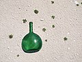 "Starr-130914-1457-Nama_sandwicensis-tiny_plants_surrounding_green_glass_bottle_marine_debris-North_Desert-Laysan_(25224886155).jpg" by User:Tyler ser Noche