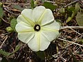 Ipomoea obscura (Blätter und Blüteninneres dienen der Unterscheidung)