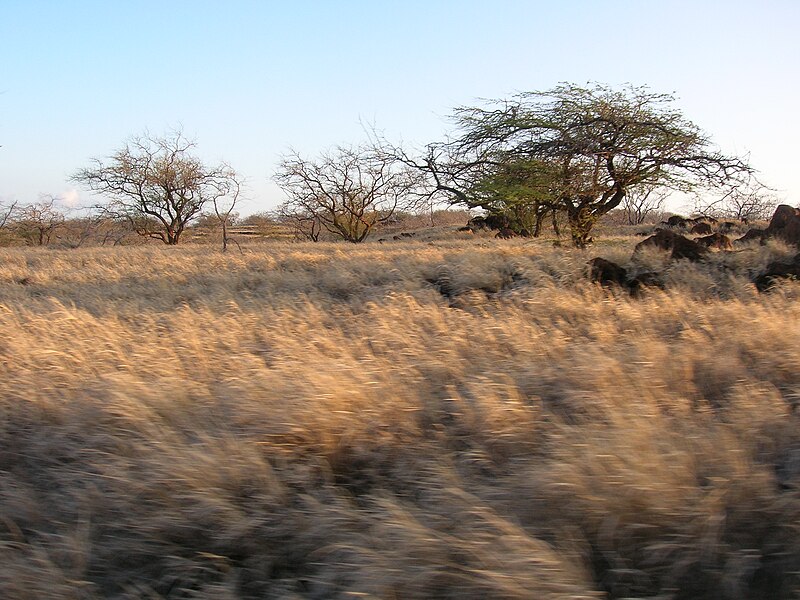 File:Starr 051020-4979 Prosopis pallida.jpg