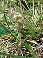 Starr 080612-8701 Cenchrus echinatus.jpg