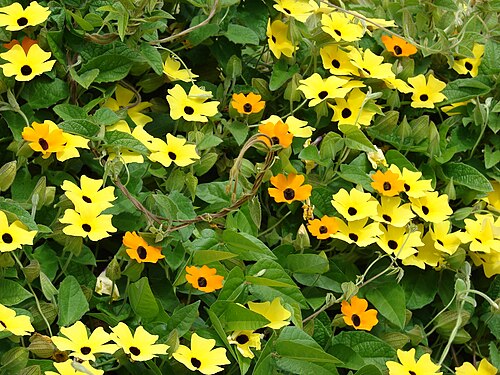 Starr 080716-9357 Thunbergia alata.jpg