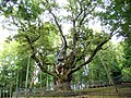 Seniausias Lietuvoje Stelmužės ąžuolas