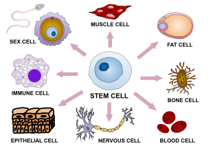 Le cellule staminali possono differenziarsi in una serie di cellule specializzate.