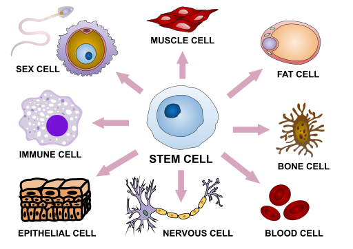 File:Stem cell differentiation.svg