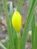 Sternbergia lutea