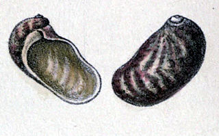 <i>Stomatella striatula</i> Species of gastropod