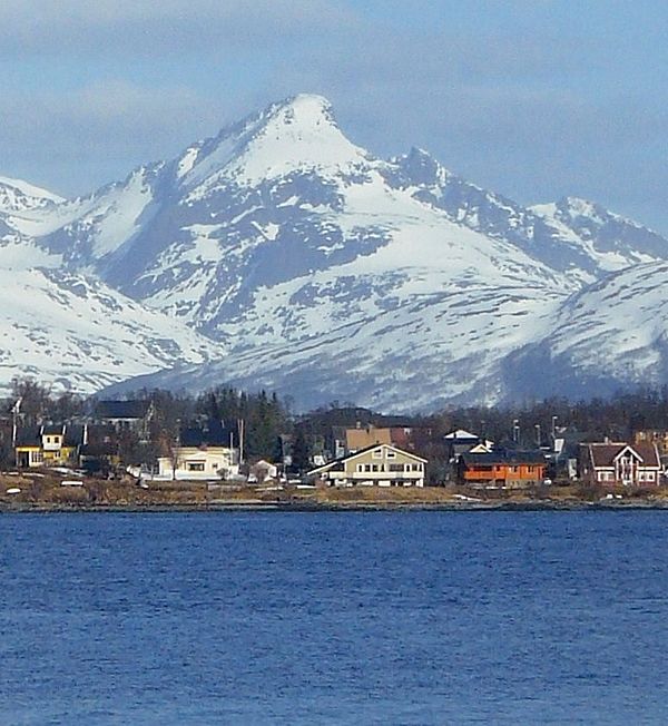 Store Blåmann