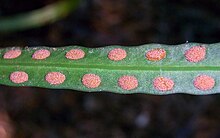 Strap fern with sori.JPG