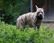 Streifenhyaene Hyaena hyaena Zoo Augsburg-05.jpg