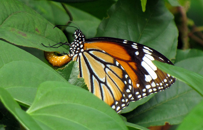 File:Striped Tiger (Danaus genutia) laying eggs under the leaf.jpg