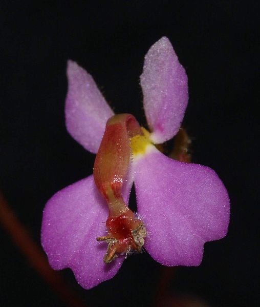 File:StylidiumFlora2.jpg