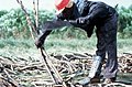 Sugar cane worker- Clewiston Region, Florida (7596668218).jpg
