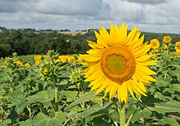 Sunflowers cultivated in Southern France 09.jpg