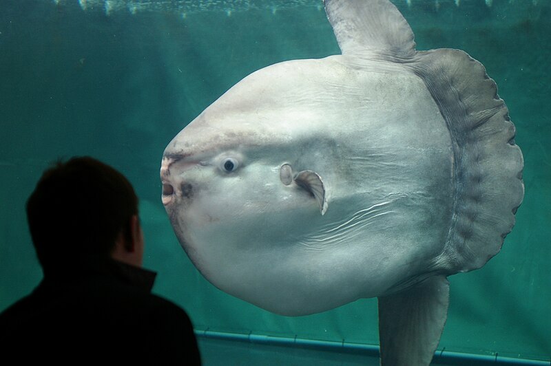 File:Sunshine international aquarium, Tokyo, Japan (281209602).jpg