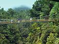 Suspension Bridge in the Rainforest - panoramio.jpg