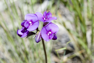 <i>Swainsona sericea</i> Species of plant