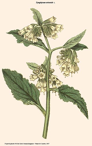 <i>Symphytum orientale</i> Species of flowering plant