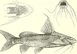 Synodontis melanostictus