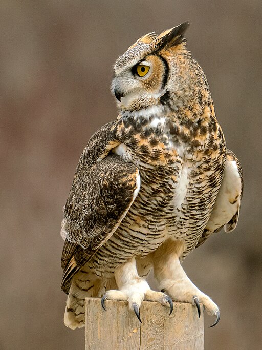Talons, Great Horned Owl