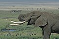 Elephant with Zebra in background. Nearby National Parks also have Lions, Hippo, Giraffe, Ostriches and Cheetah