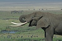 Fauna da savana africana: elefante