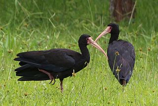 <span class="mw-page-title-main">Sharp-tailed ibis</span> Species of bird