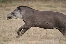 پرونده:Tapir_Pantanal.jpg