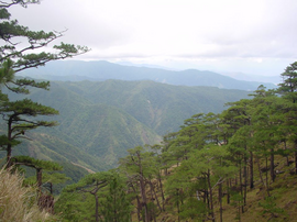 Tapulao Pine Forest.png