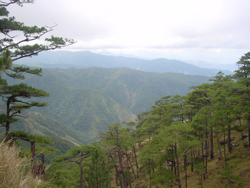 File:Tapulao Pine Forest.png