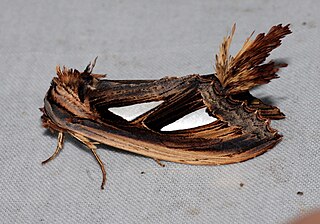 <i>Tarsolepis</i> Genus of moths