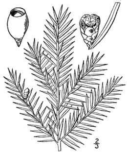 Taxus canadensis drawing.png