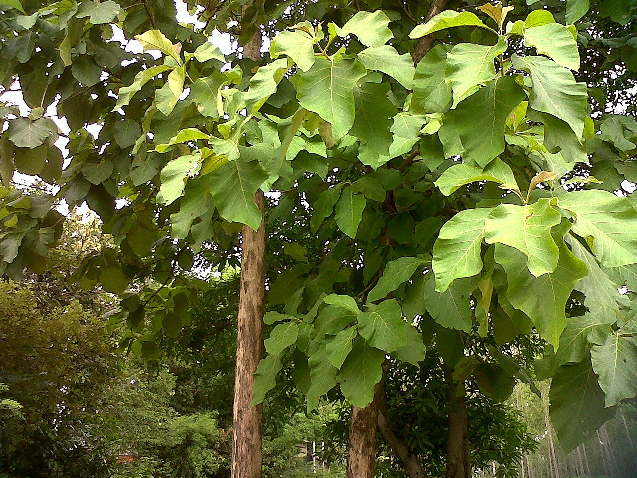 File:Teakwood Tree.jpg - Wikimedia Commons