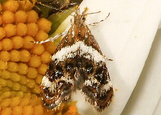 <i>Tebenna onustana</i> Species of moth