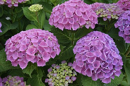 Hortensia, Tehov