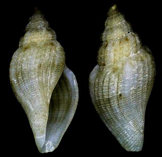 <i>Tenaturris bartlettii</i> species of mollusc