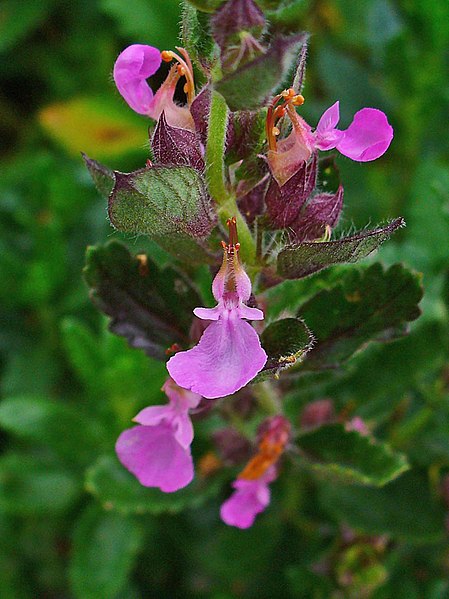 File:Teucrium chamaedrys 002.JPG