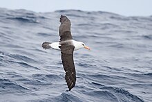 Fotografie bílého albatrosa s tmavými křídly, jak letí nad modrým mořem s roztaženými křídly