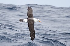Campbell Albatross (Thalassarche impavida), East of the Tasman Peninsula, Tasmania, Australia