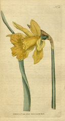 plate 51 Narcissus major Great Daffodil (Narcissus pseudonarcissus subsp. major)