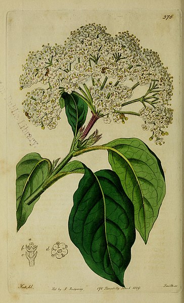 File:The Botanical register consisting of coloured figures of (1815) (19779280424).jpg