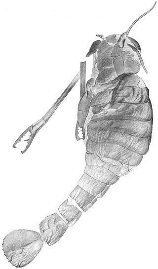 <i>Acutiramus</i> Extinct genus of arthropods