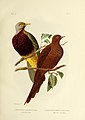 The birds of Australia (16677688070).jpg