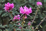 Miniatura para Rhododendron spiciferum