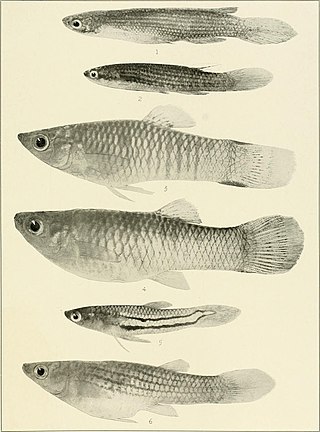 <i>Anablepsoides</i> Genus of fishes